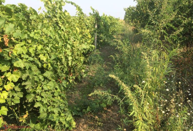 Plantație de canabis în vie