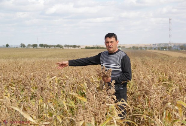 Asia din R. Moldova! Orez și trestie de zahăr, cultivate pe teritoriul țării noastre