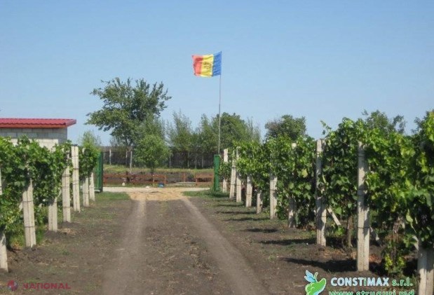 Struguri mai mulți, bani mai puțini