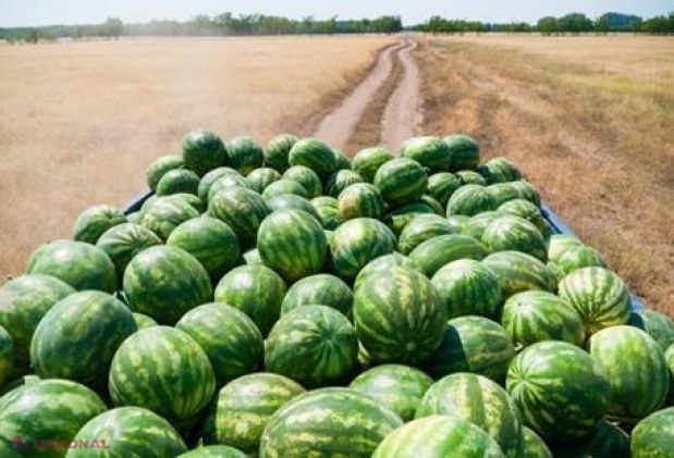 Recomandări UTILE // Cum să alegem un harbuz COPT?