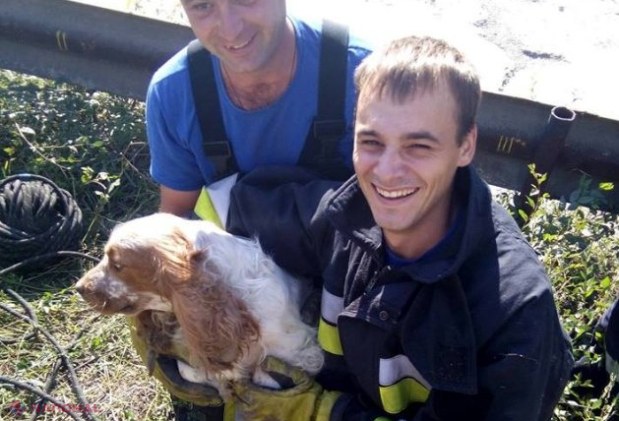 Un câine a căzut într-o fântână de canalizare din Chișinău cu adâncimea de trei metri: Cum a fost salvat