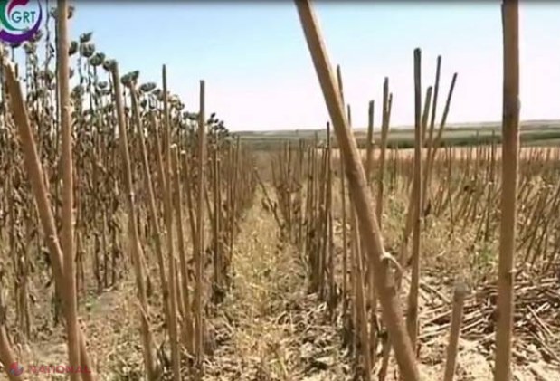 Un agricultor este DISPERAT! Cineva i-a furat roada de pe opt hectare