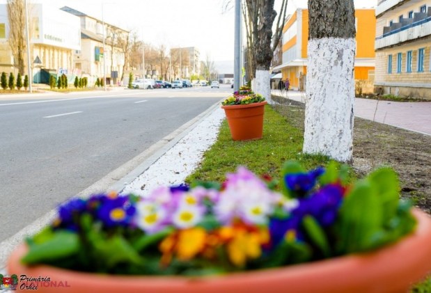 FOTO // Municipiul Orheiul a „ÎNFLORIT”. Mii de flori plantate au colorat orașul