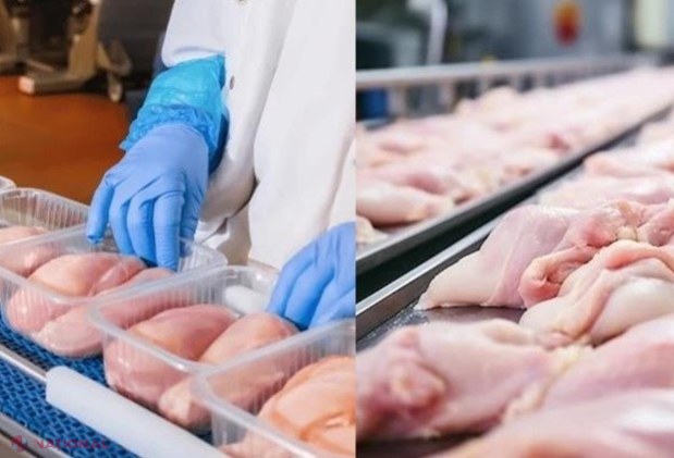 Primele loturi de CARNE proaspătă de pasăre din R. Moldova au ajuns pe piața Uniunii Europene