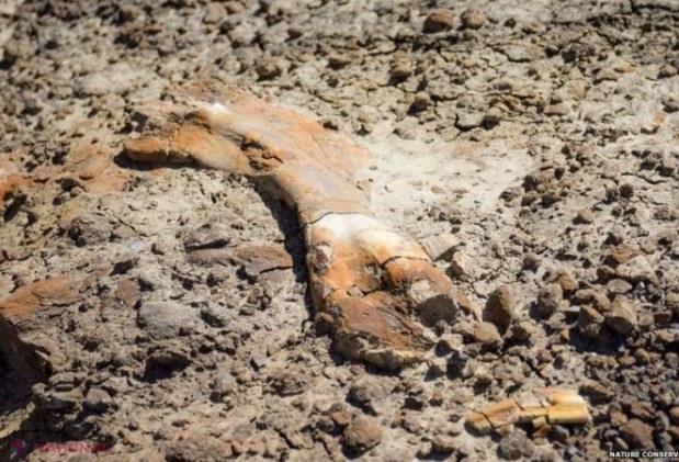 Descoperirea uluitoare, veche de 69 de milioane de ani, făcută de un băiat de 12 ani