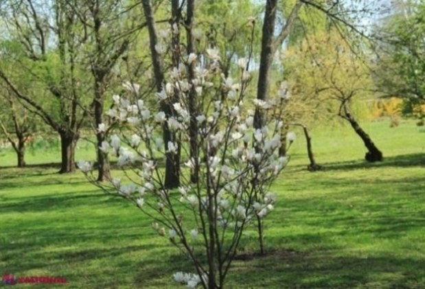 METEO // Până la plus 25 de grade Celsius în următoarele zile 