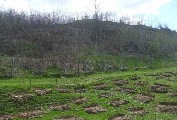 Pădurile Moldovei se vor EXTINDE. „Moldsilva” va planta în această toamnă MILIOANE de puieți