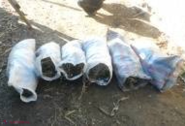 CAPTURĂ // 37 de kilograme de marijuană depistate în podul casei