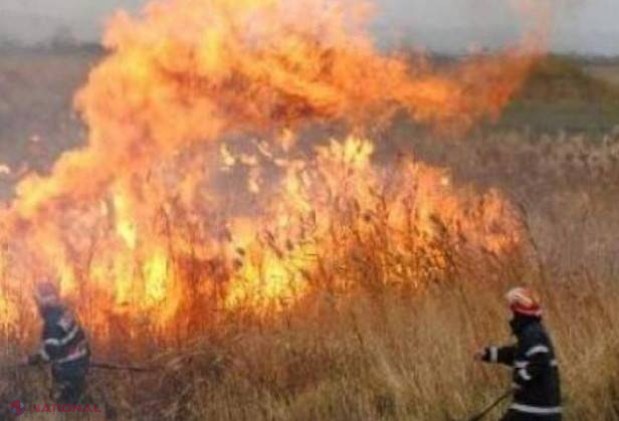 Sute de hectare din R. Moldova au ARS într-o singură zi