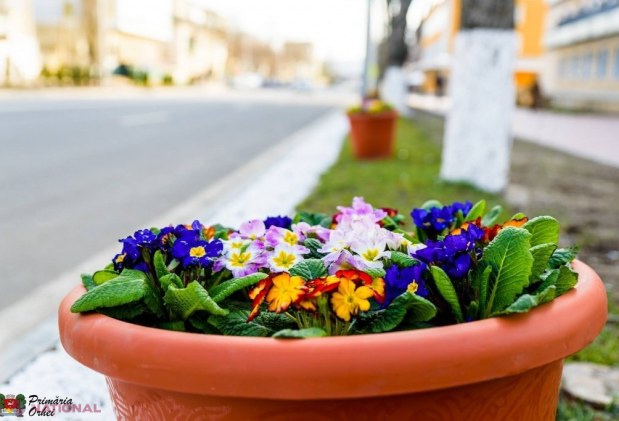 FOTO // Municipiul Orheiul a „ÎNFLORIT”. Mii de flori plantate au colorat orașul