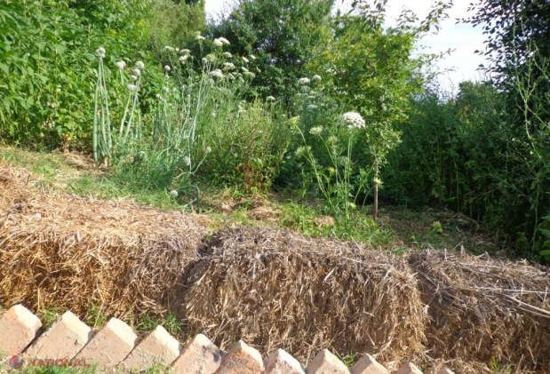 PERMACULTURĂ // Agricultorul VIITORULUI este în satul Roșu