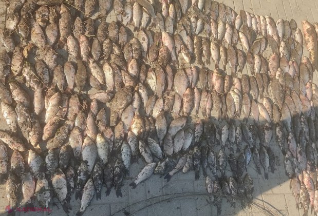 FOTO // Pescuit ILEGAL în ziua de Paște. Braconierii au fost prinși cu 41 de kg de pește, iar acum riscă sancțiuni pentru încălcarea regimului zonei de frontieră, dar și pentru pescuitul în perioada de prohibiție