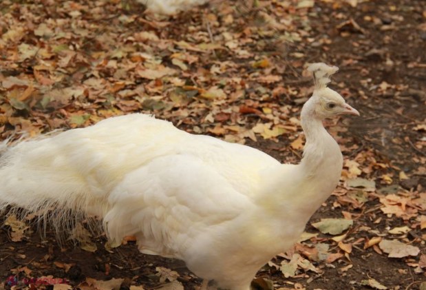 Grădina EXOTICĂ din inima Chișinăului