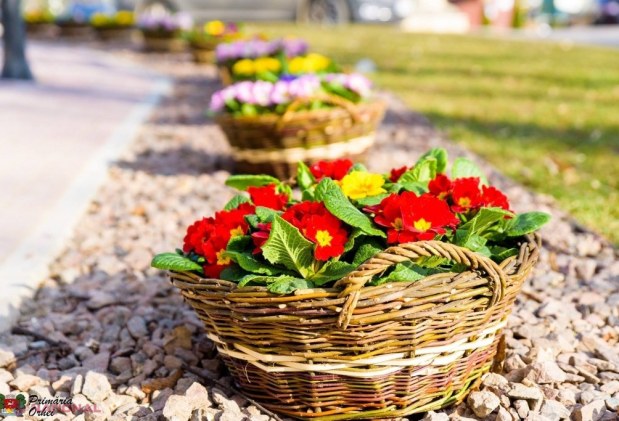 FOTO // Municipiul Orheiul a „ÎNFLORIT”. Mii de flori plantate au colorat orașul