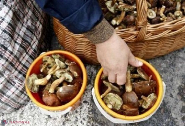 Opt persoane din Chișinău s-au INTOXICAT cu ciuperci: Le-au cules din pădure