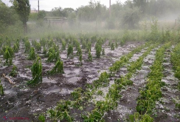 Ploaia cu grindină a făcut RAVAGII: Drumuri distruse și zeci de hectare de culturi agricole afectate