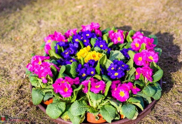 FOTO // Municipiul Orheiul a „ÎNFLORIT”. Mii de flori plantate au colorat orașul