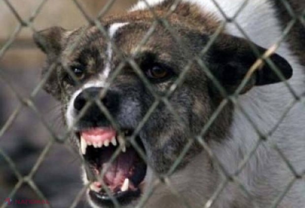 Un bărbat din R. Moldova a fost mușcat de câinele său și a ajuns la spital fiind suspectat că s-a infectat de RABIE