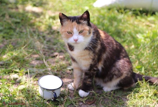 VACCINARE în masă a pisicilor și câinilor de la Rezina, după ce un animal bolnav de RABIE a mușcat un bărbat