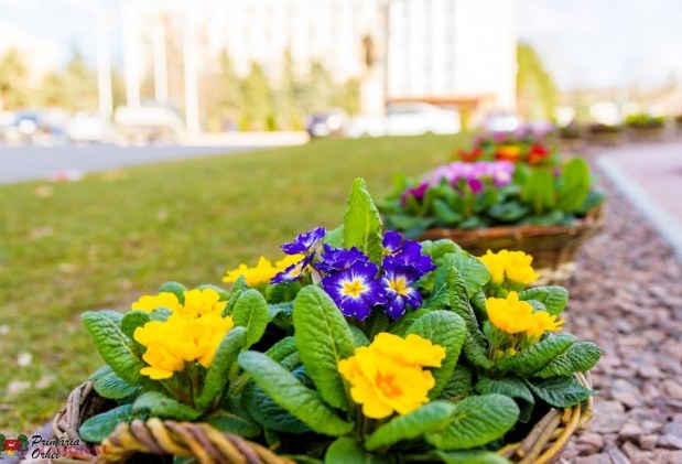 FOTO // Municipiul Orheiul a „ÎNFLORIT”. Mii de flori plantate au colorat orașul