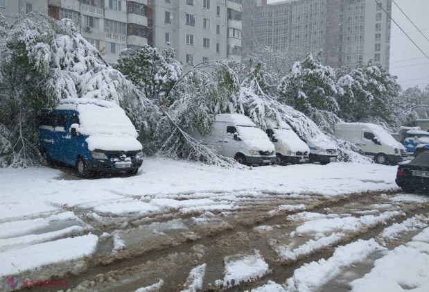 FOTO // Ultimul BILANȚ al dezastrului provocat de copacii doborâți de ninsoare în Chișinău