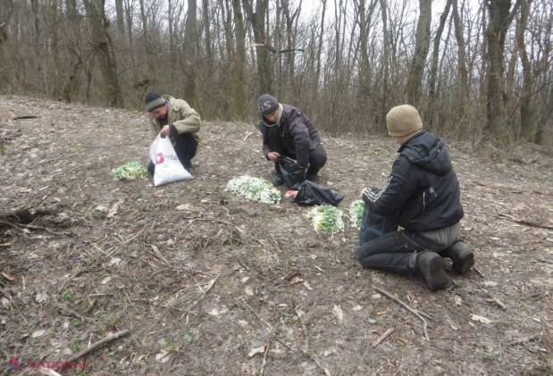 Vânzătorii de ghiocei, amendați de Inspectoratul Ecologic