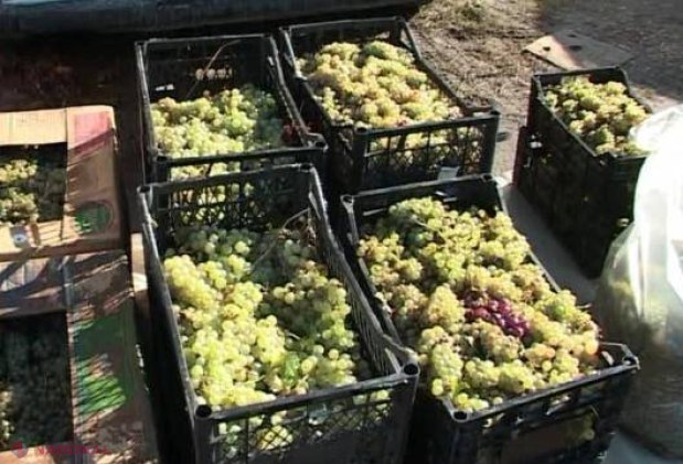 Tone de STRUGURI, confiscate la Floreşti