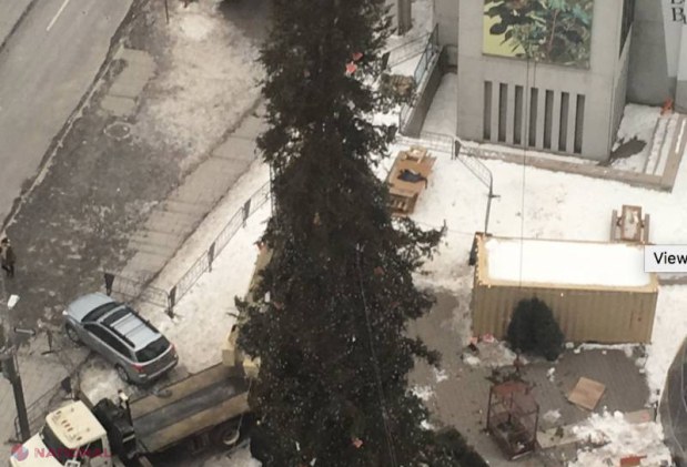 FOTO // Brazi „GEMENI” în Chișinău și Montreal. Autoritățile metropolei din Canada au dispus DEMONTAREA pomului de 26 de metri