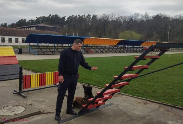 Trei echipe canine ale Poliției de Frontieră, şcolite aproape două luni la Sibiu