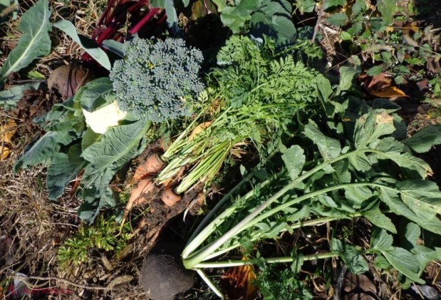 PERMACULTURĂ // Agricultorul VIITORULUI este în satul Roșu
