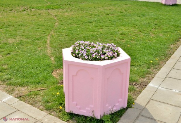FOTO // Unde a ajuns „covorul de flori” instalat la cererea Silviei Radu