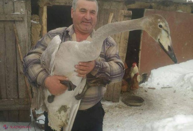 Un locuitor din Fălești a găsit un pui de lebădă și l-a luat acasă. Ce s-a întâmplat cu pasărea