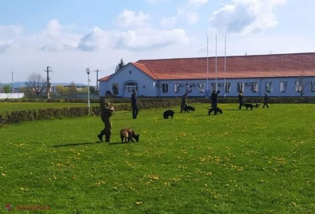 Trei echipe canine ale Poliției de Frontieră, şcolite aproape două luni la Sibiu