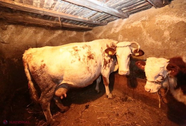MISIUNE ÎNDEPLINITĂ // Cei trei frați din Fântânița mai au o văcuță