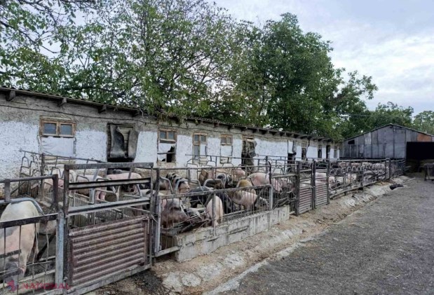 FOTO // Mai multe abatoare și ferme din R. Moldova vor rămâne fără autorizație. Zeci de încălcări depistate de inspectorii ANSA