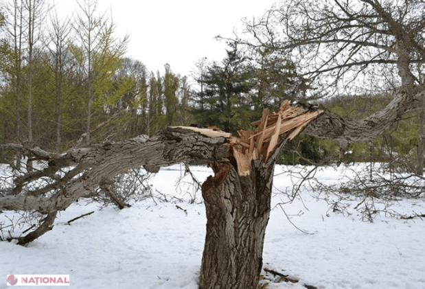 DEZASTRU // Se caută VOLUNTARI pentru a SALVA ceea ce a mai rămas din Grădina Botanică, după ninsoarea de joi și vineri