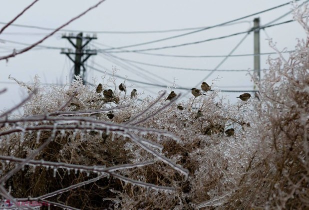 Reportaj FOTO // Imagini uluitoare cu chiciura din R. Moldova