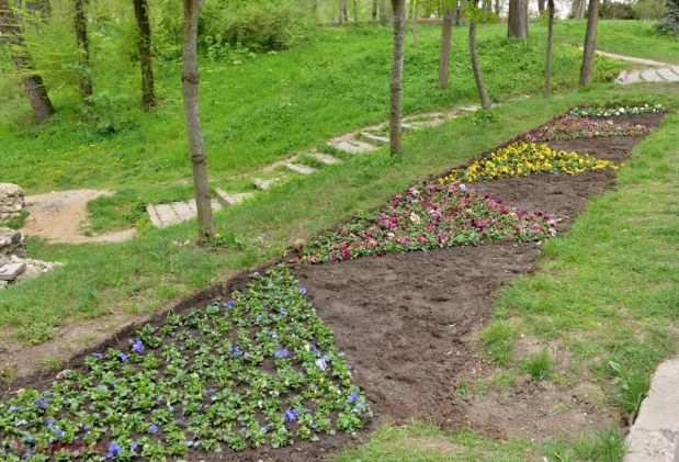 FOTO // Unde a ajuns „covorul de flori” instalat la cererea Silviei Radu