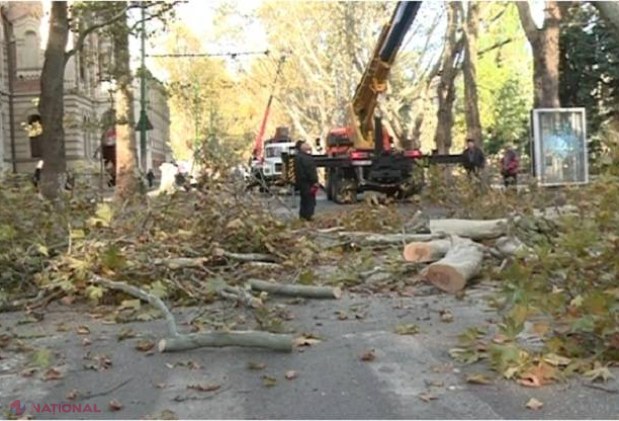 Operațiune de curățare a arborilor, astăzi în centrul Chișinăului