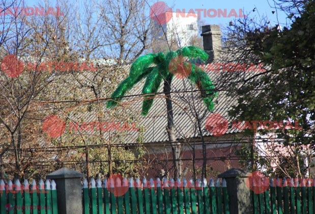 POZA ZILEI // Un PALMIER într-o GOSPODĂRIE din R. Moldova