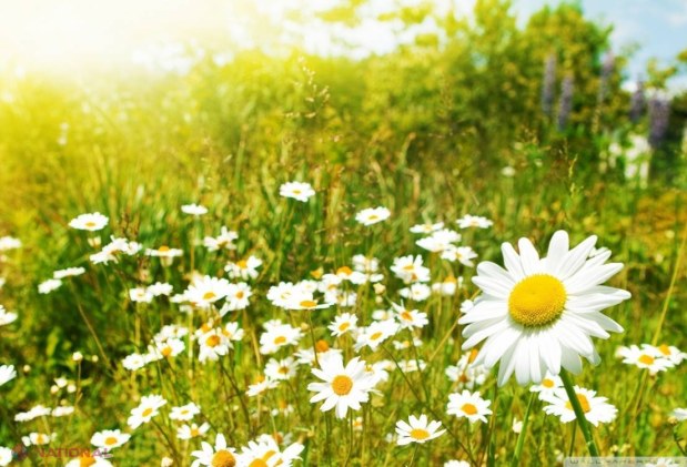 Weekend FIERBINTE cu + 32 de grade Celsius în termometre