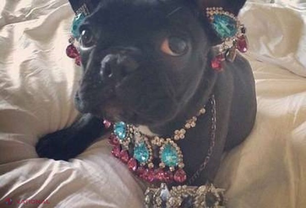 Lady Gaga, criticată de organizaţiile pentru apărarea animalelor. FOTOGRAFIILE care au stârnit critici
