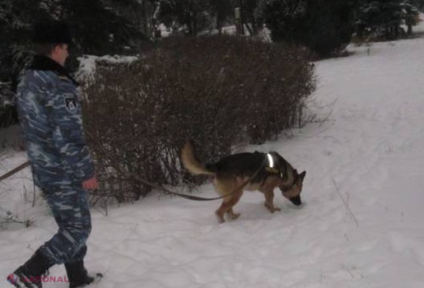 Djec, EROUL de la Călărași! Acest câine de rasă „Ciobănesc german” a stârnit admirația locuitorilor din trei sate