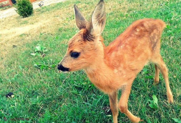 FOTO // Un pui de căprioară, găsit RĂNIT pe un câmp din raionul Râșcani: A rămas fără un picior și a fost lăsat în grija unui pădurar