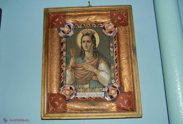 Copacul cu vârsta de peste 700 de ani din R. Moldova!