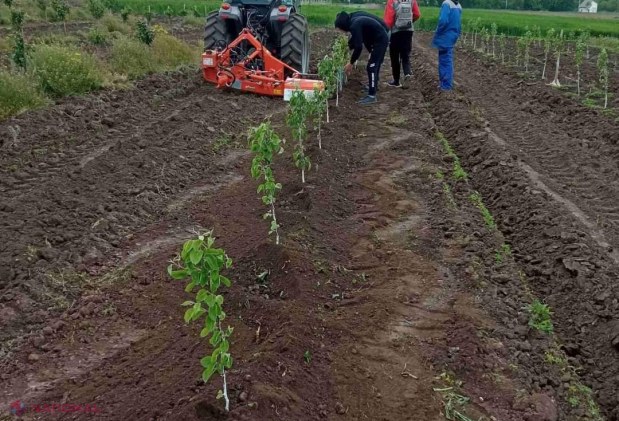 FOTO // Elevii de la Colegiul Agroindustrial din Ungheni au plantat peste un ha de livezi de cireș, vișin și păr, îngrijind, totodată, și o seră de 320 mp: Proiect de 779 de mii de euro