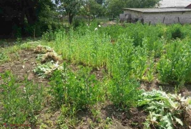 Creștea macul în grădină ca și cum ar cultiva roșii: Ce explicație le-a dat oamenilor legii un bărbat din Dondușeni