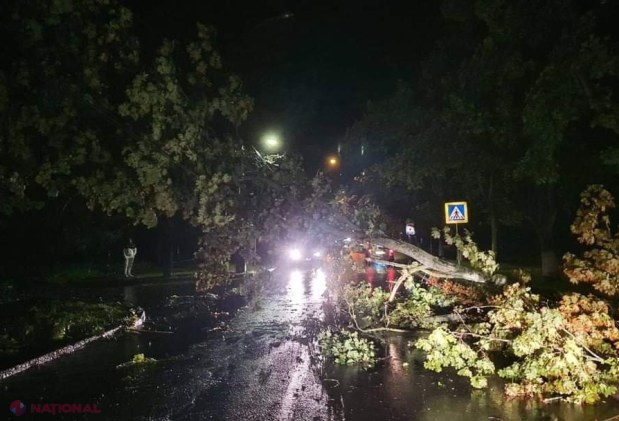 GALERIE FOTO // Furtuna de noaptea trecută a făcut ravagii în Chișinău - mai mulți copaci au fost rupți sau SMULȘI din rădăcină, mașini avariate, garduri doborâte și fire electrice căzute la pământ