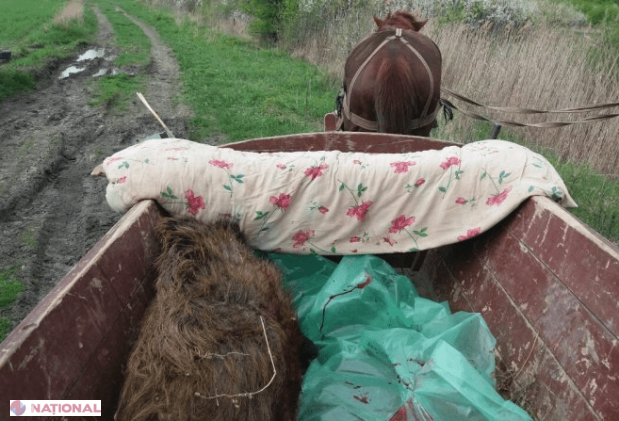 Prinși cu un mistreț de 100 kg în căruță: Aventura ilegală a doi vânători de la Glodeni