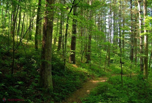 DATE actualizate // Câte hectare de pădure sunt arendate? Beneficiarii au datorii de ZECE MILIOANE de lei